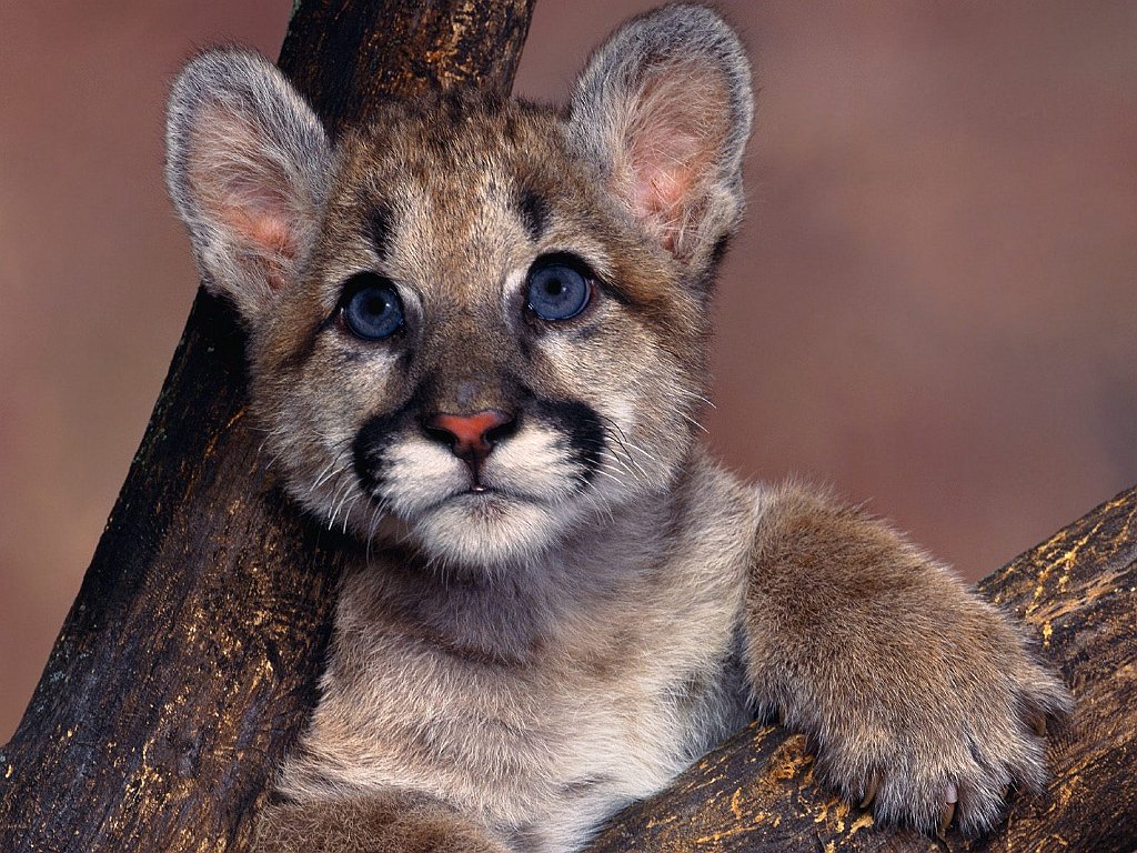 Baby Blue Eyes, Cougar